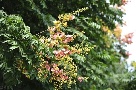 搖錢樹開花|俗稱「搖錢樹」，樹上掛滿「小元寶」，這種植物看著喜慶